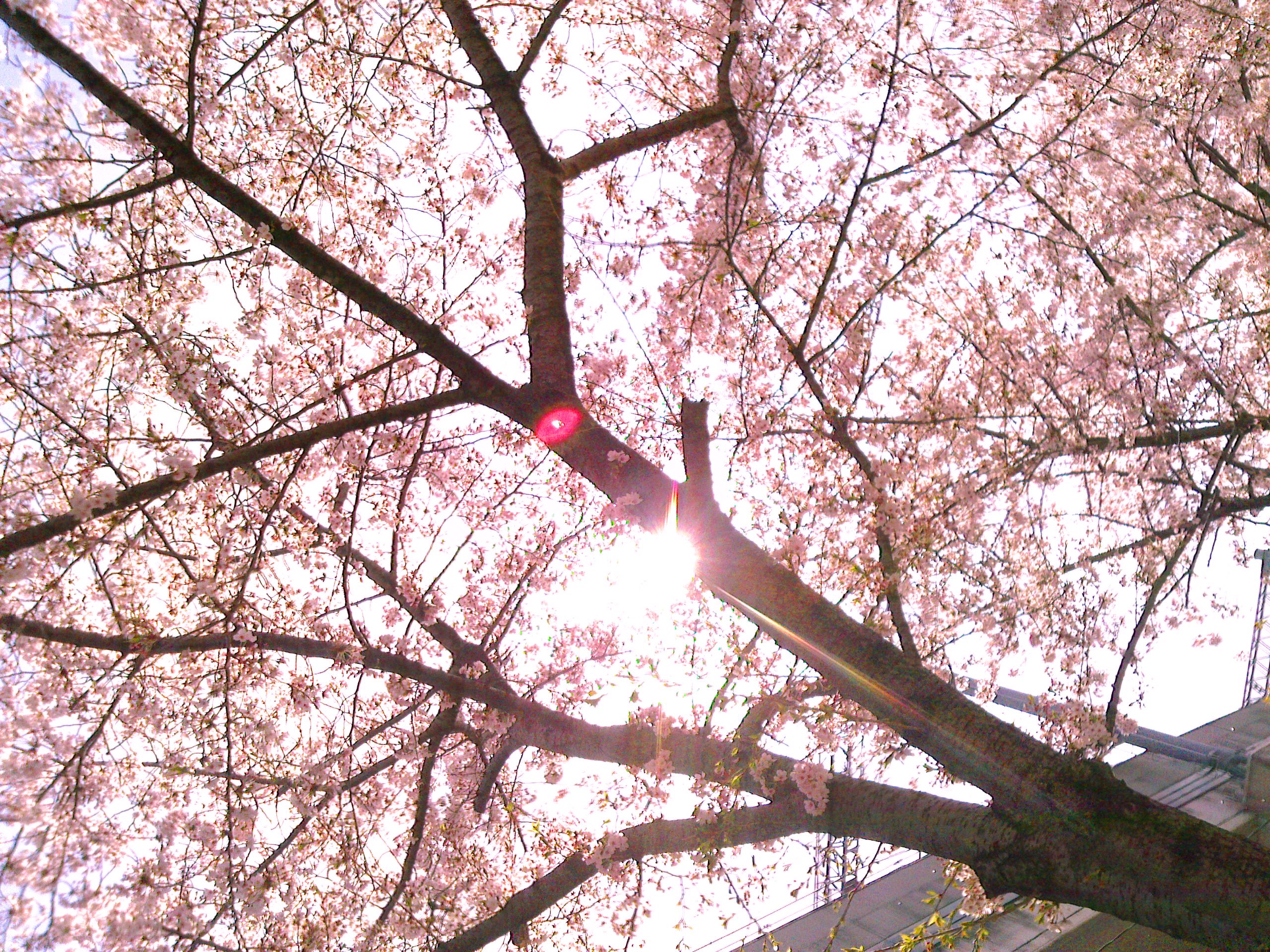 阪神西宮駅近くの産所公園の桜