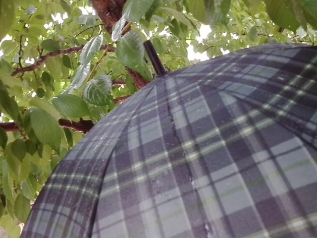 傘と雨降り